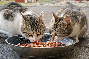Why You Shouldn’t Buy Cheap Pet Food