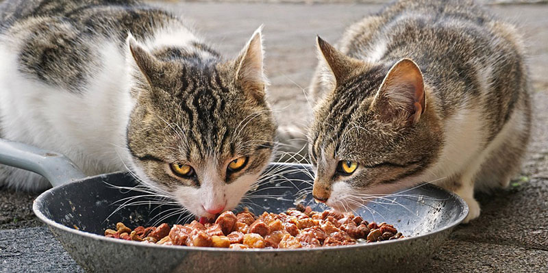 Why You Shouldn’t Buy Cheap Pet Food