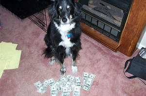 Fostering a Pet Can Make You Rich
