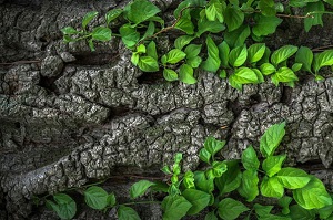 How Socially Responsible Investing Is Reshaping Wealth Creation