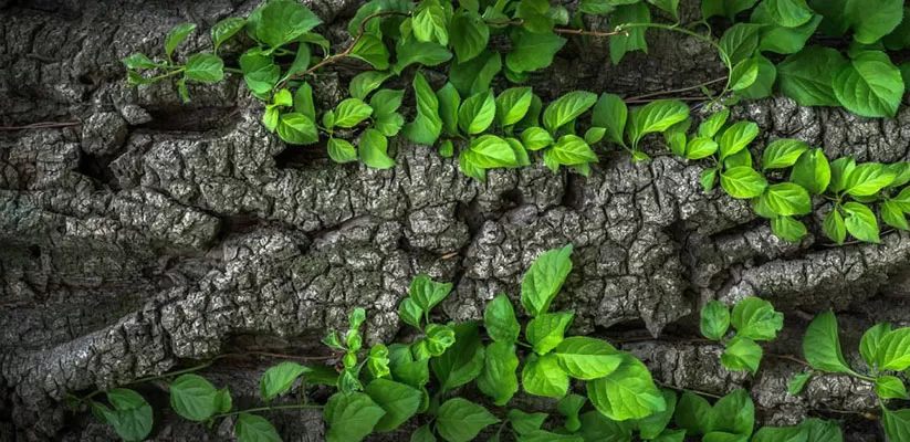 Socially-Responsible-Investing-Reshaping-Wealth-Creation Socially Responsible Investing